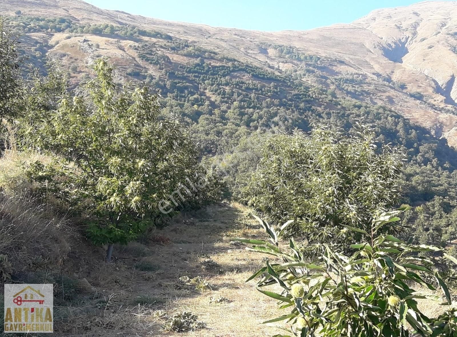 Antika Gayrimenkul Yılanlıda Satılık 3 Tapu Tek Fiyat Kestanelik - Görsel 13