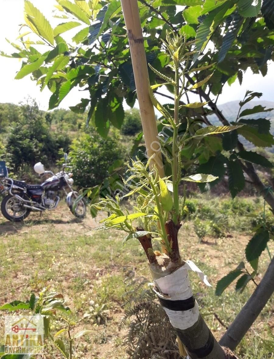 Antika Gayrimenkul Yılanlıda Satılık 3 Tapu Tek Fiyat Kestanelik - Görsel 7