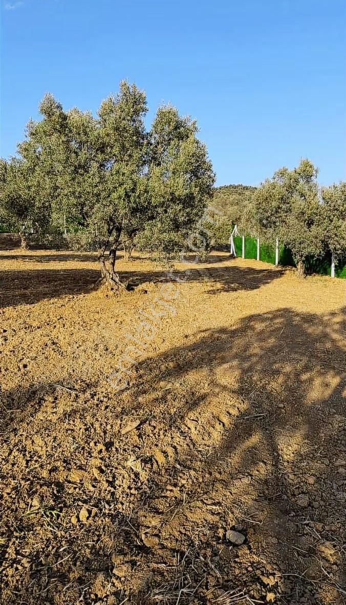 Balıkesir Gömeç Mh Lesinde Zeytinlik - Görsel 4