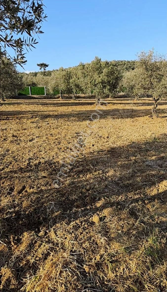 Balıkesir Gömeç Mh Lesinde Zeytinlik - Görsel 2
