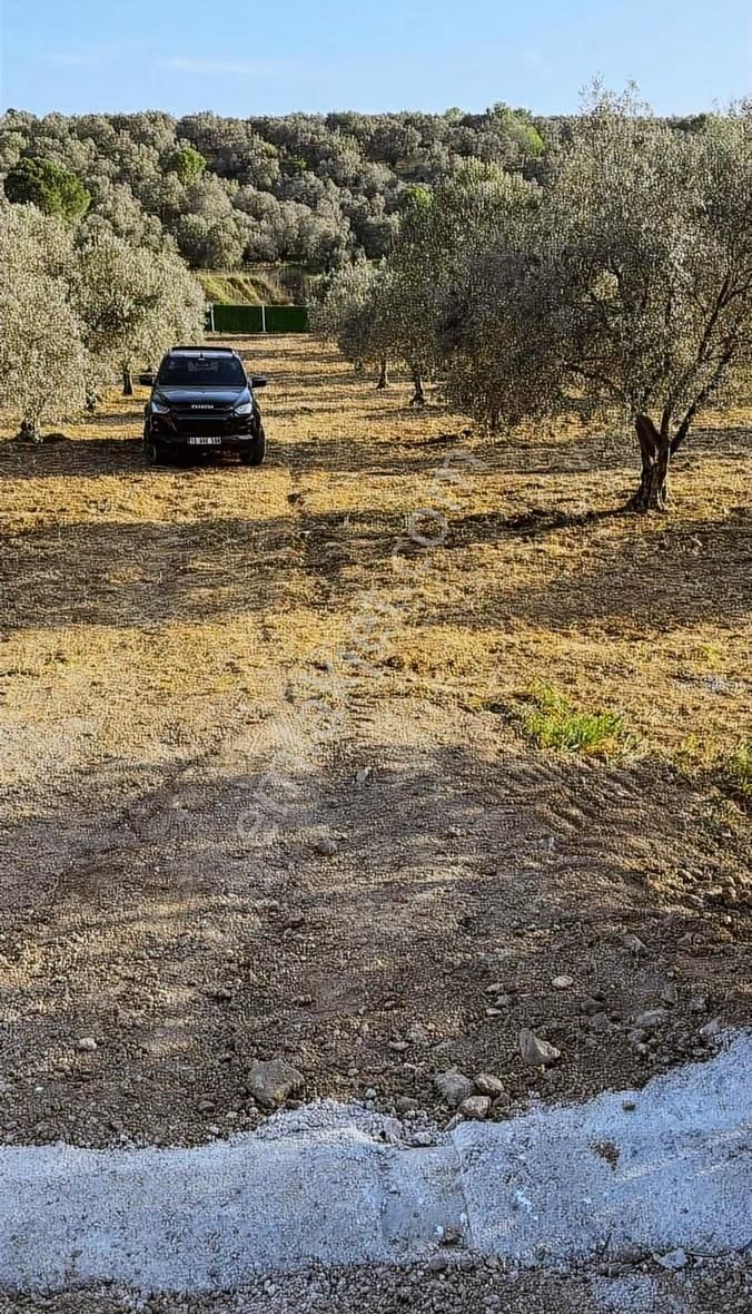 Balıkesir Gömeç Mh Lesinde Zeytinlik - Görsel 7
