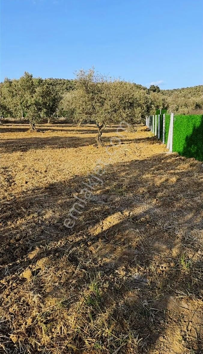 Balıkesir Gömeç Mh Lesinde Zeytinlik - Görsel 5