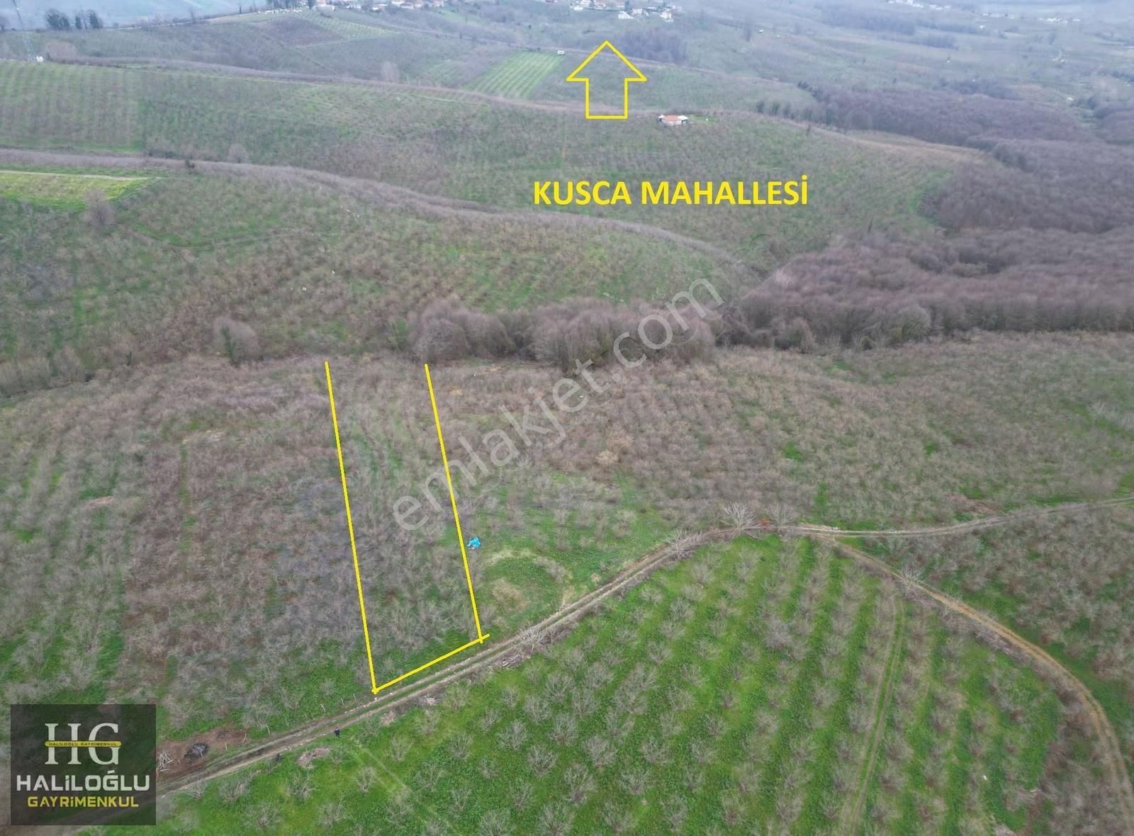 Ferizli Kusca Mh 2.753 M2 Fındık Bahcesi - Görsel 6