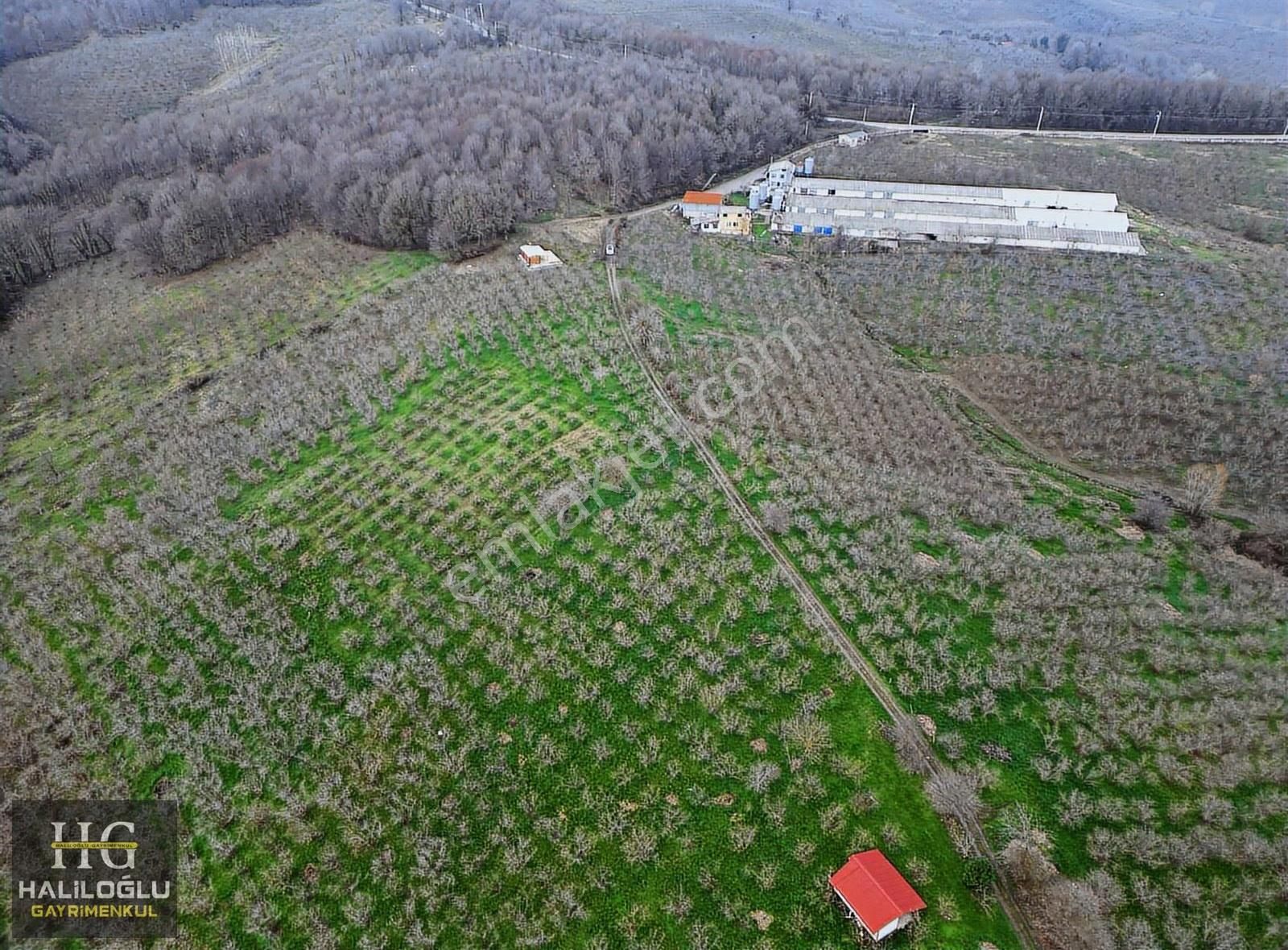 Ferizli Kusca Mh 2.753 M2 Fındık Bahcesi - Görsel 5