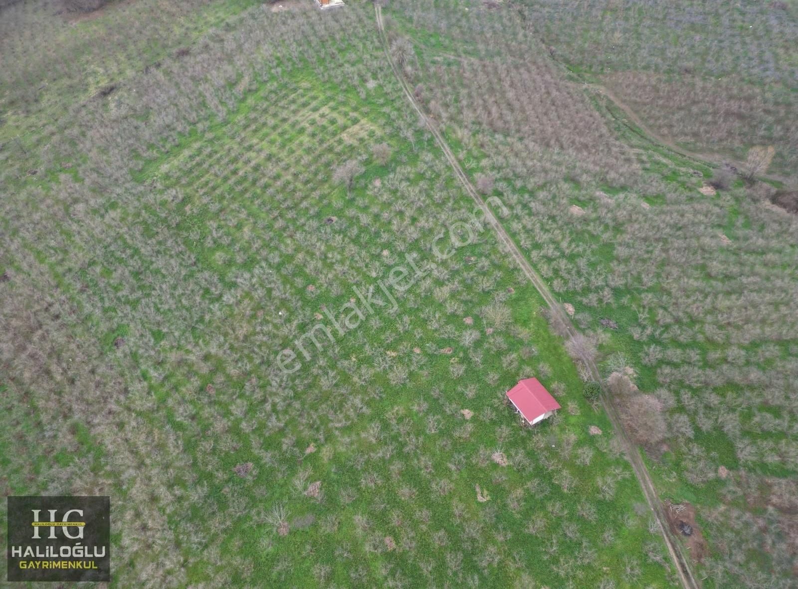 Ferizli Kusca Mh 2.753 M2 Fındık Bahcesi - Görsel 3