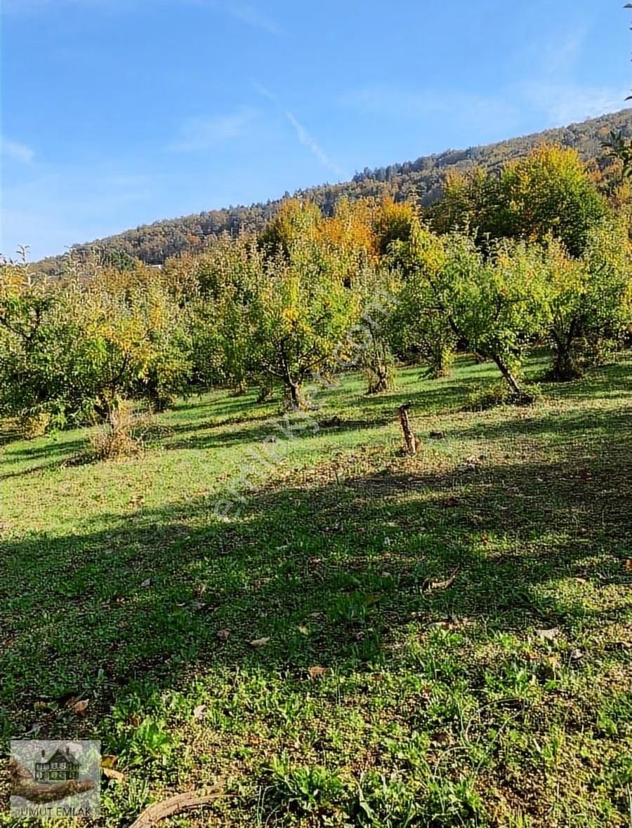 Satılık Bahçe Kestel Kozlu Ören Köyünde - Görsel 5