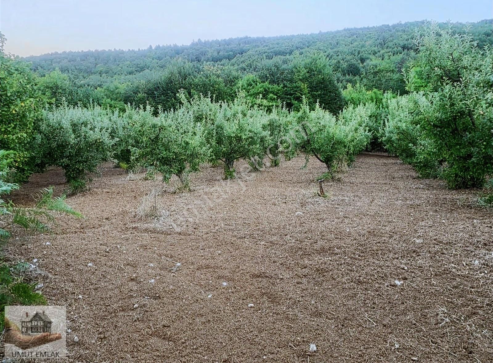 Satılık Bahçe Kestel Kozlu Ören Köyünde - Görsel 7