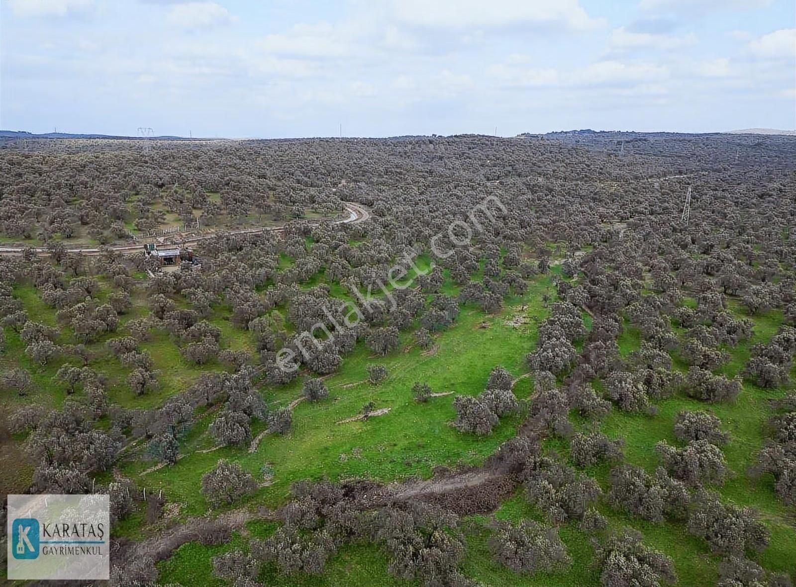 Geniş Resmi Yol Cepheli Satılık 7.600 M2 Satılık Zeytinlik - Görsel 7
