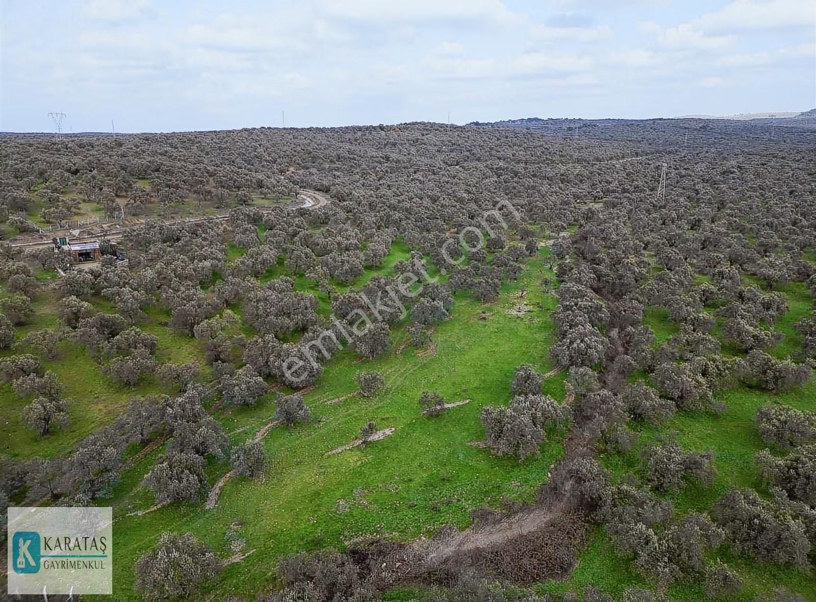 Geniş Resmi Yol Cepheli Satılık 7.600 M2 Satılık Zeytinlik - Görsel 10