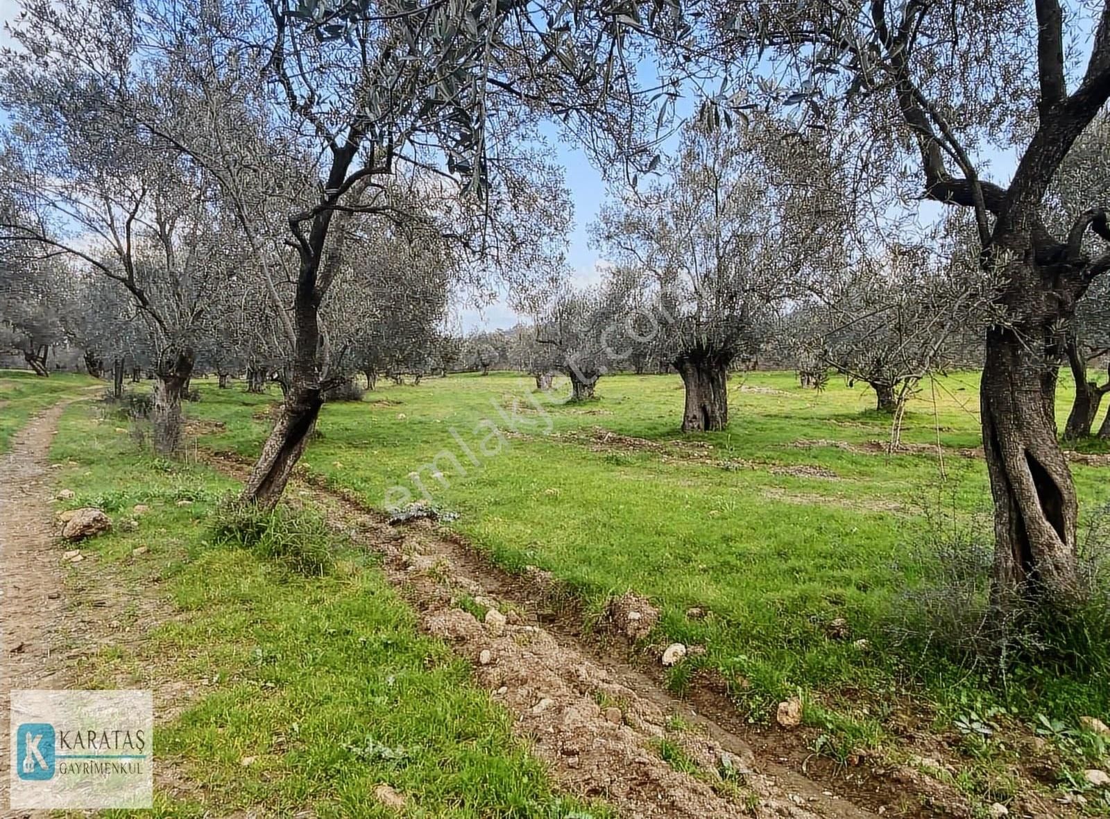 Geniş Resmi Yol Cepheli Satılık 7.600 M2 Satılık Zeytinlik - Görsel 2