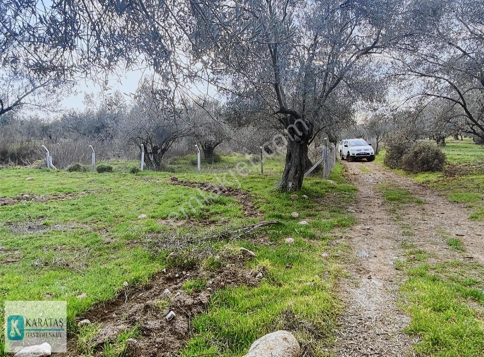 Geniş Resmi Yol Cepheli Satılık 7.600 M2 Satılık Zeytinlik - Görsel 14