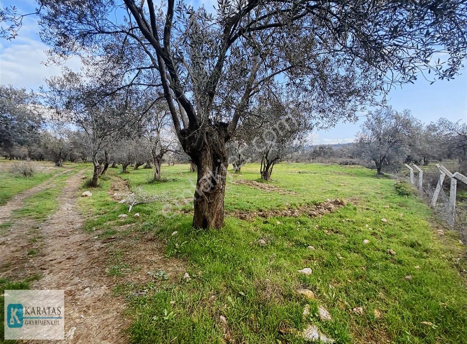 Geniş Resmi Yol Cepheli Satılık 7.600 M2 Satılık Zeytinlik - Görsel 4