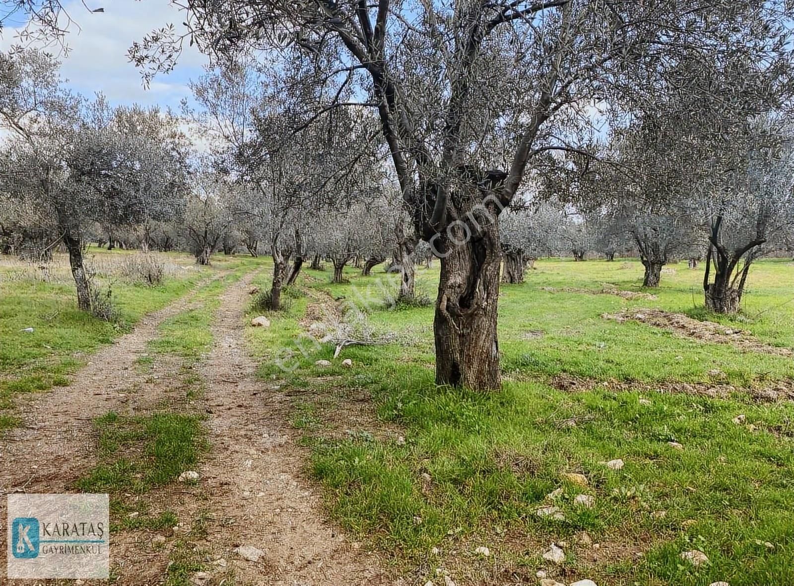 Geniş Resmi Yol Cepheli Satılık 7.600 M2 Satılık Zeytinlik - Görsel 9