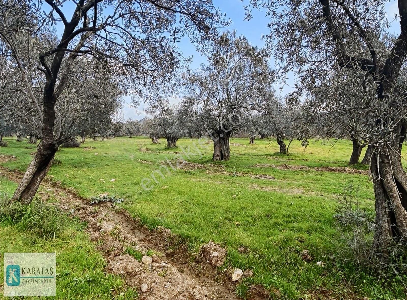 Geniş Resmi Yol Cepheli Satılık 7.600 M2 Satılık Zeytinlik - Görsel 16