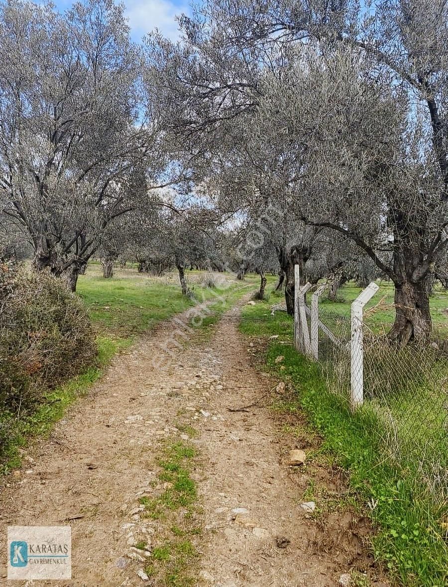 Geniş Resmi Yol Cepheli Satılık 7.600 M2 Satılık Zeytinlik