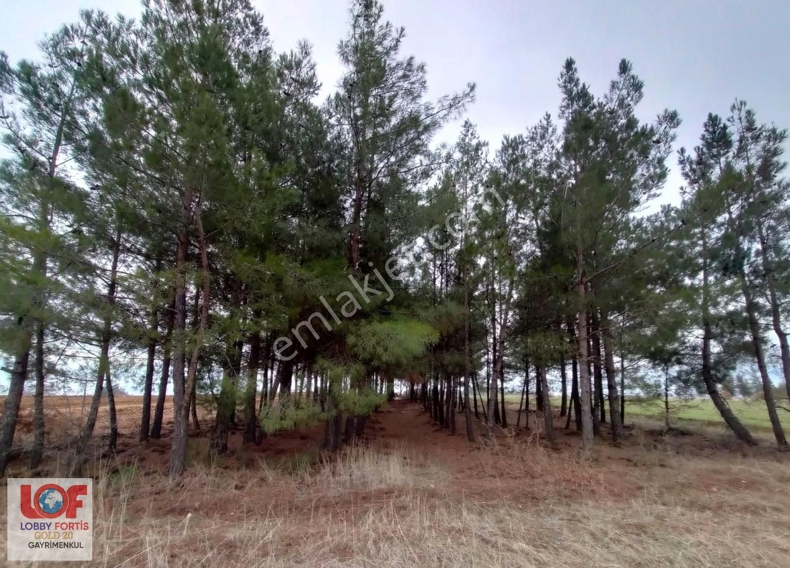 Lobby Fortis'ten Acıpayam Akalan'da Satılık 2.943 M2 Tarla - Görsel 5