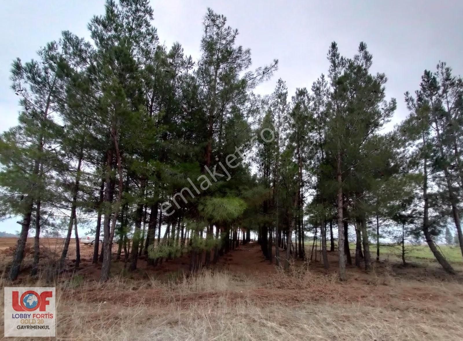 Lobby Fortis'ten Acıpayam Akalan'da Satılık 2.943 M2 Tarla