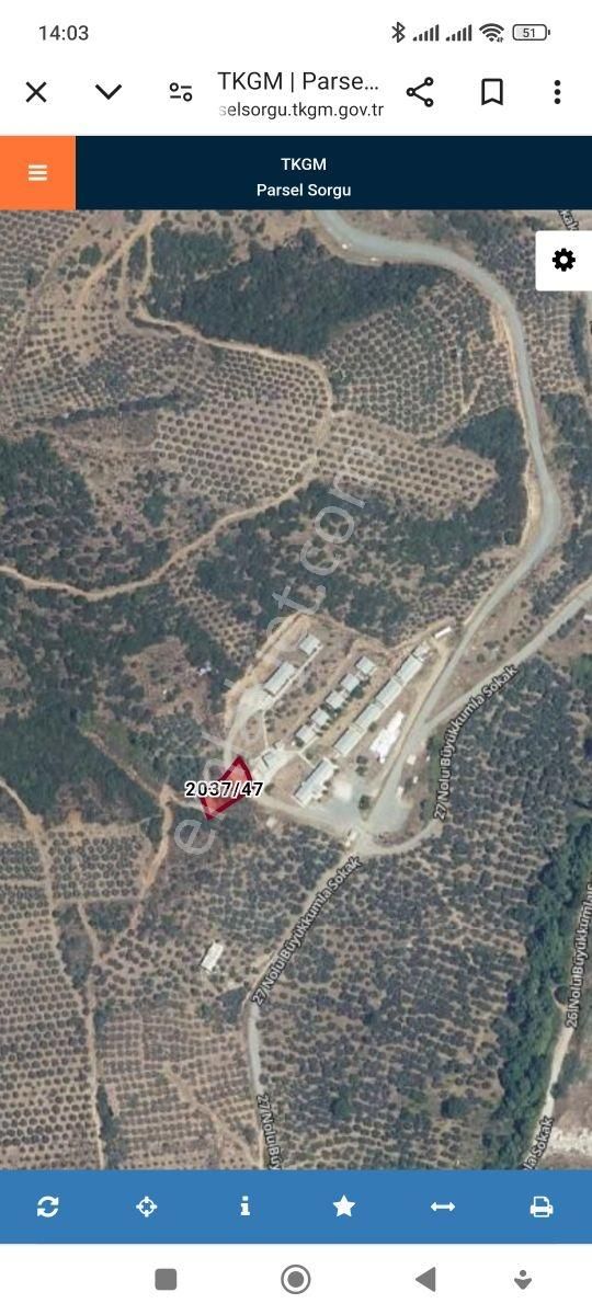 Yakamoz Emlak'tan Büyük Kumla'da Satılık 492 M2 Zeytinlik - Görsel 6