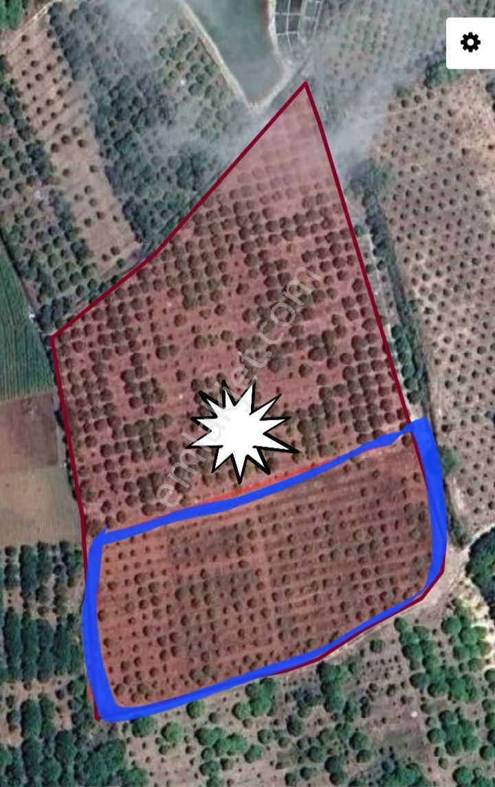 Mersin Erdemli Elvanlı Mahallesinde 6800 Metrekare Hisseli Satılık Limon Bahçesi