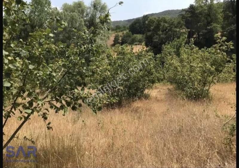 Sakarya Geyve'de Satılık 1.964 M² Fındıklık ! - Görsel 5
