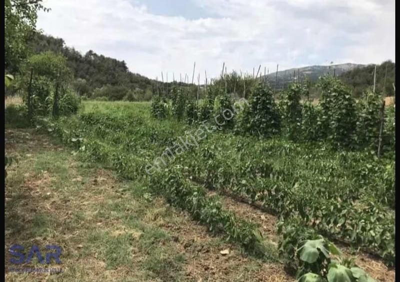 Sakarya Geyve'de Satılık 1.964 M² Fındıklık !