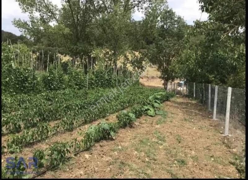 Sakarya Geyve'de Satılık 1.964 M² Fındıklık ! - Görsel 4