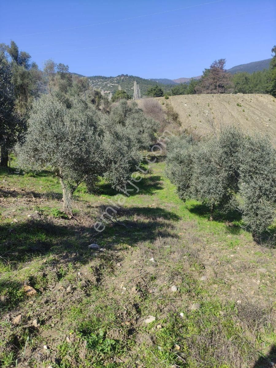 Son Fırsat,bu Gün Al Hemen Kazan,satılık Zeytinlik, - Görsel 2