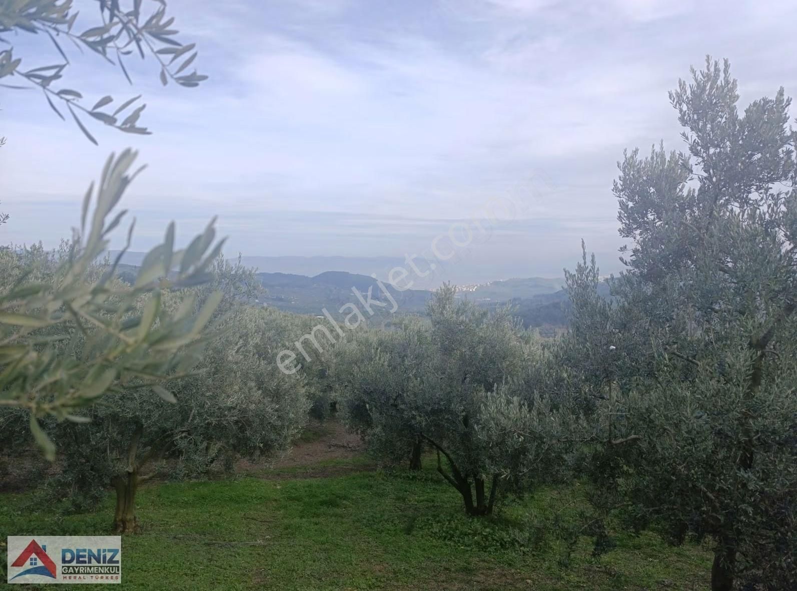 Mudanya Çepni Köyü 3548 M2 Zeytinlik - Görsel 13