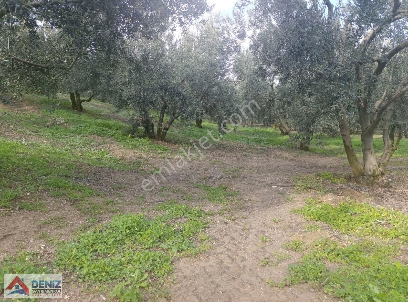 Mudanya Çepni Köyü 3548 M2 Zeytinlik - Görsel 2
