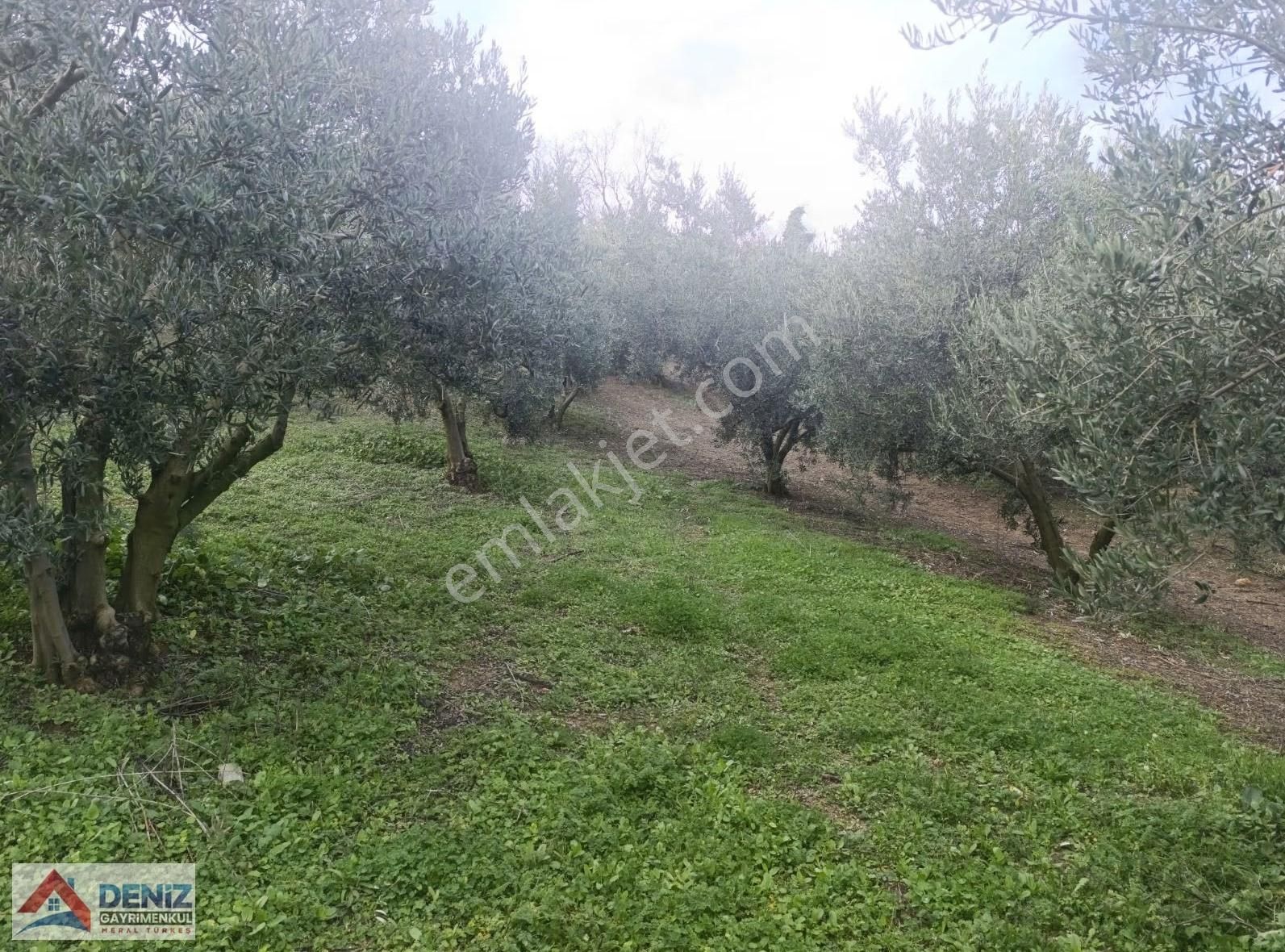 Mudanya Çepni Köyü 3548 M2 Zeytinlik - Görsel 14