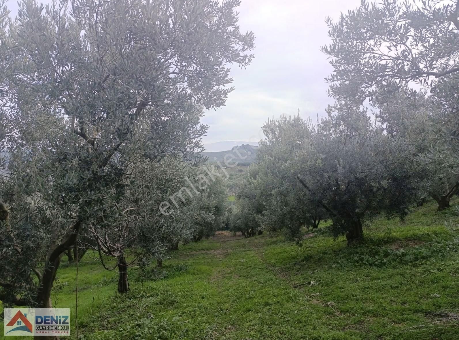 Mudanya Çepni Köyü 3548 M2 Zeytinlik - Görsel 10