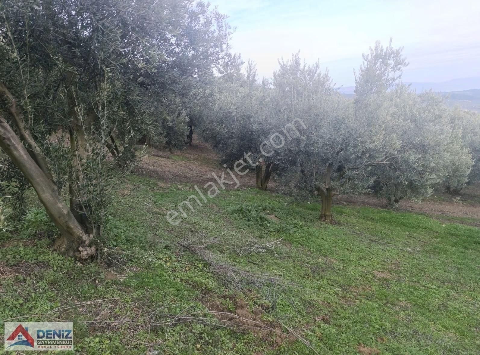 Mudanya Çepni Köyü 3548 M2 Zeytinlik - Görsel 11