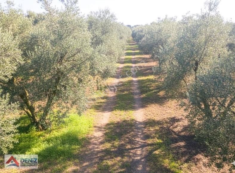 Mudanya Çepni Köyü 3548 M2 Zeytinlik