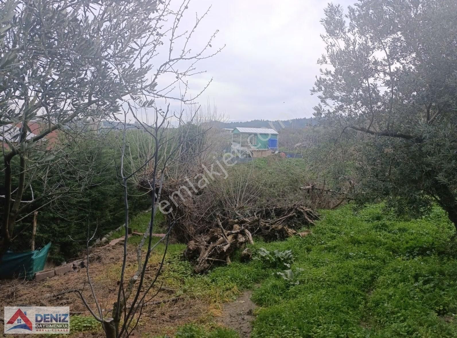 Mudanya Çepni Köyü 3548 M2 Zeytinlik - Görsel 7