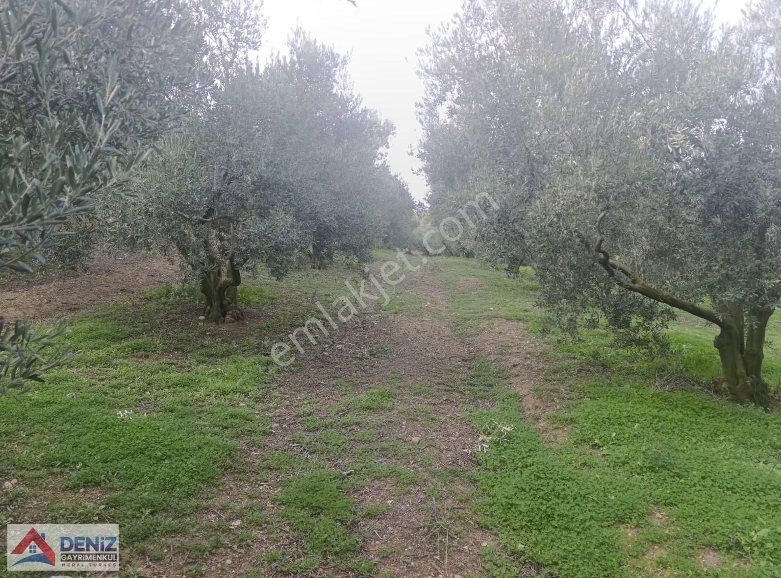 Mudanya Çepni Köyü 3548 M2 Zeytinlik - Görsel 6