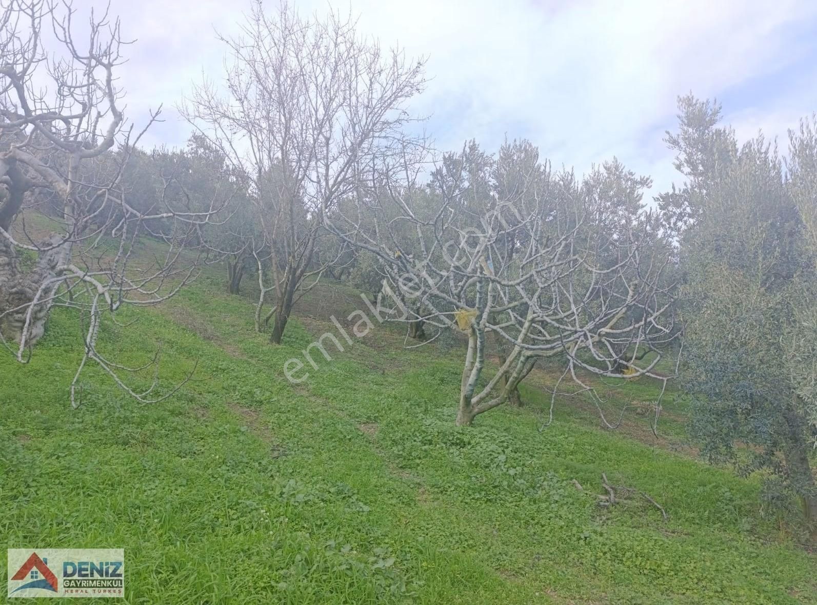 Mudanya Çepni Köyü 3548 M2 Zeytinlik - Görsel 15