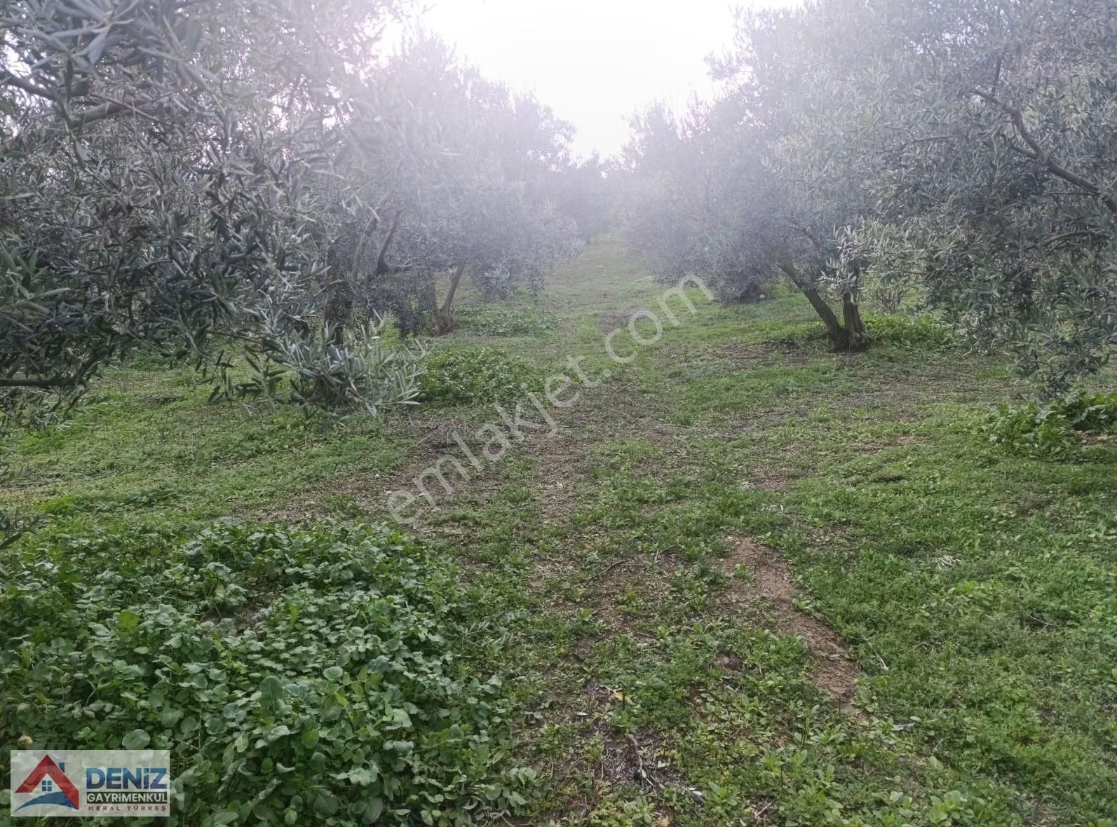 Mudanya Çepni Köyü 3548 M2 Zeytinlik - Görsel 3