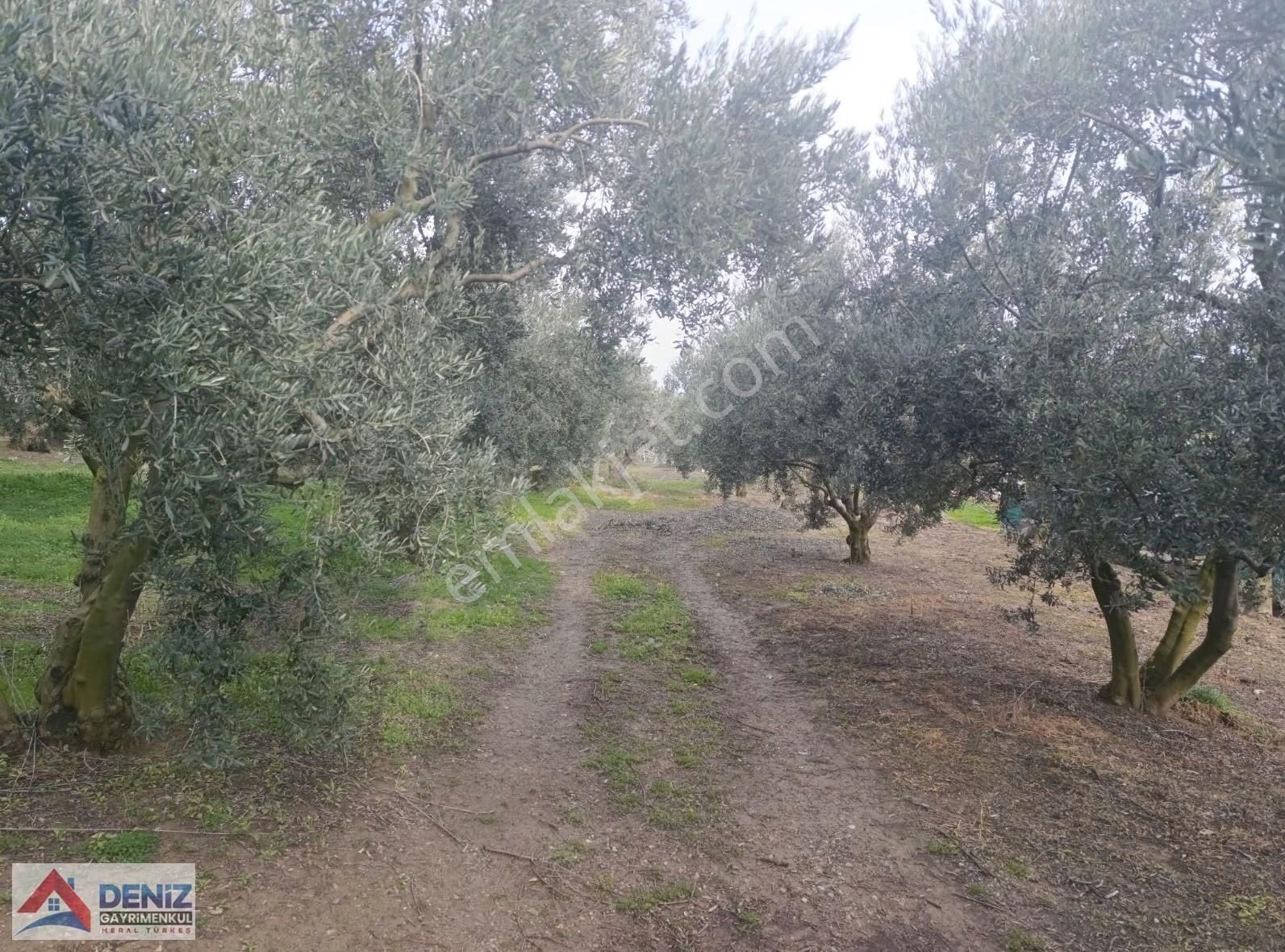 Mudanya Çepni Köyü 3548 M2 Zeytinlik - Görsel 5