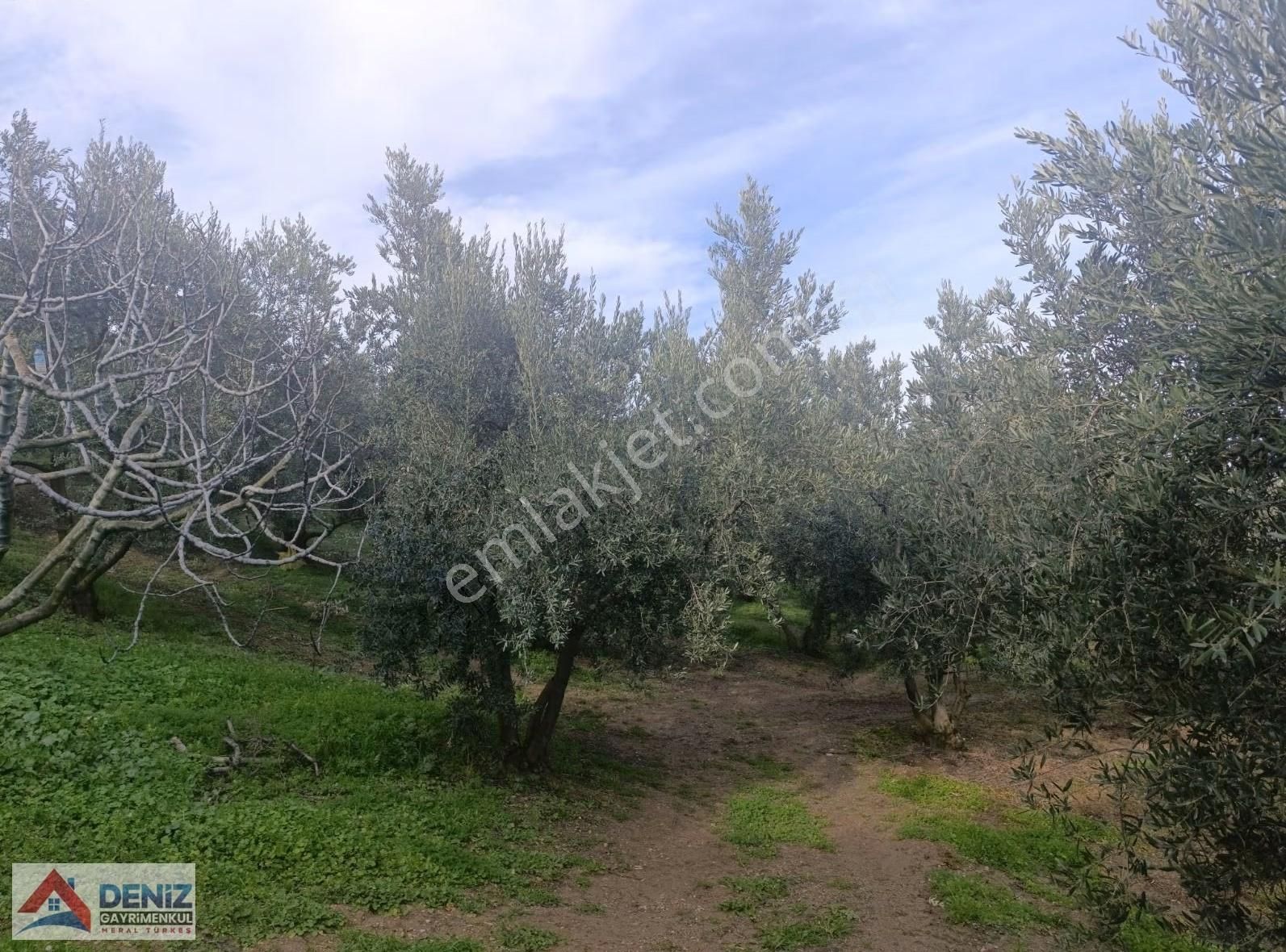 Mudanya Çepni Köyü 3548 M2 Zeytinlik - Görsel 9