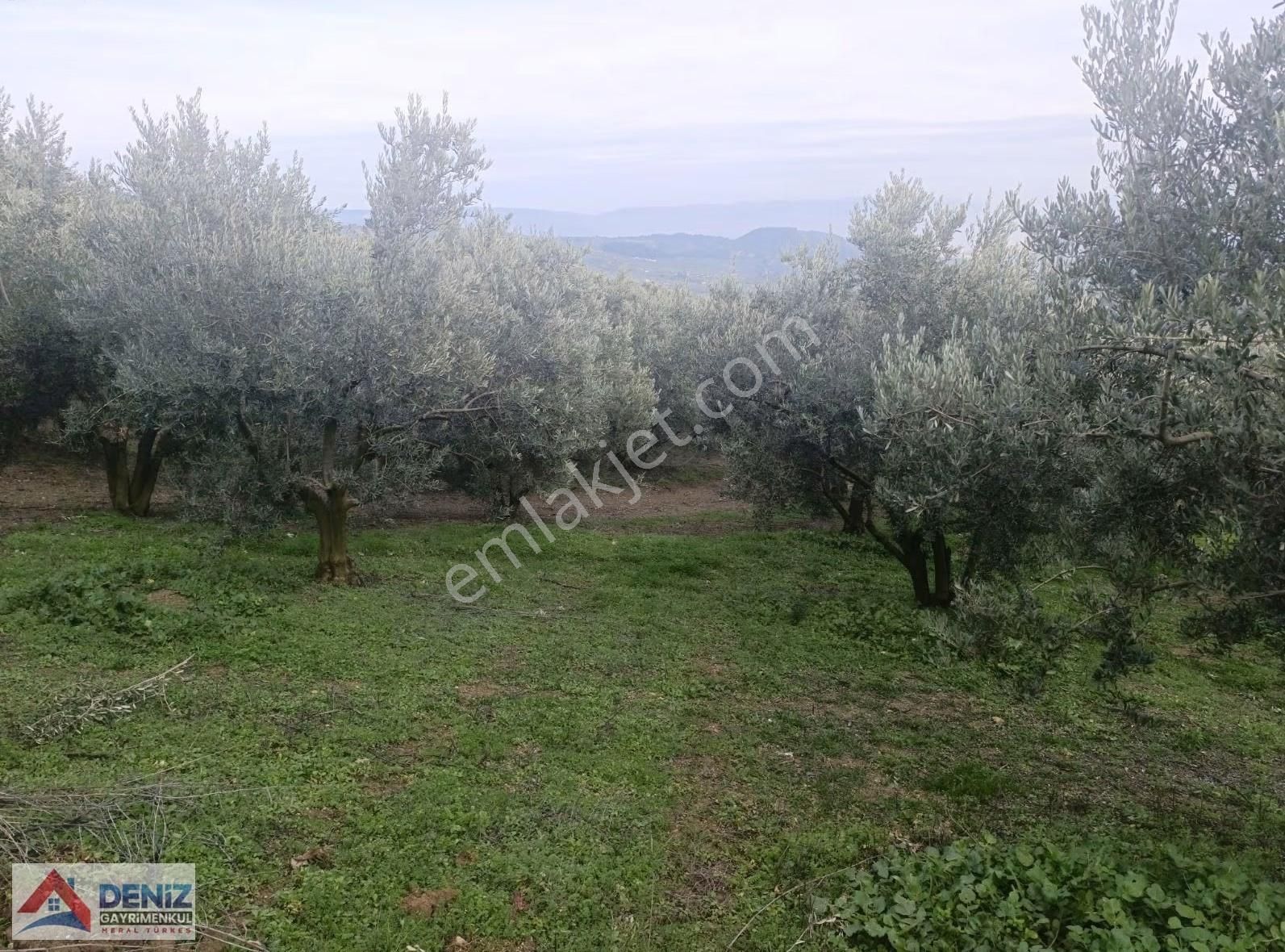 Mudanya Çepni Köyü 3548 M2 Zeytinlik - Görsel 8