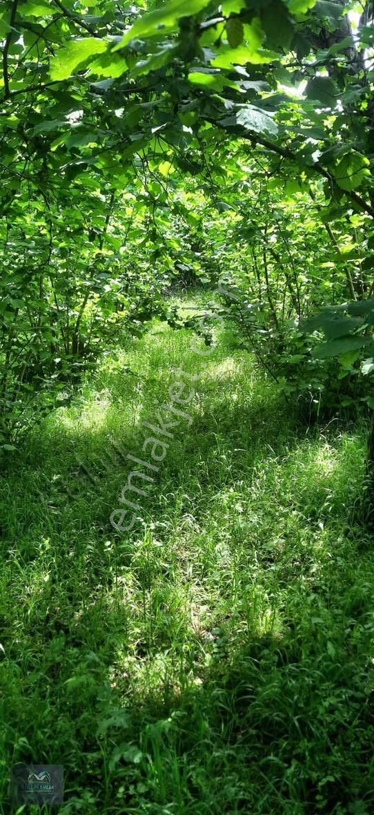 Resmi Yolu Var Elektirik Su Hatları Başında Yerleşim İçinde - Görsel 5