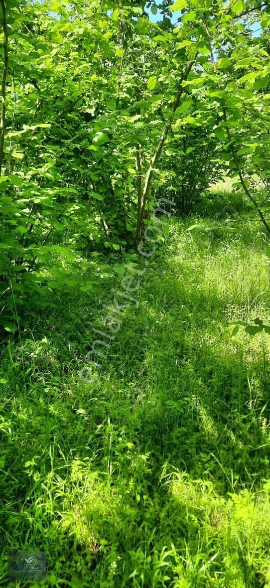 Resmi Yolu Var Elektirik Su Hatları Başında Yerleşim İçinde - Görsel 4