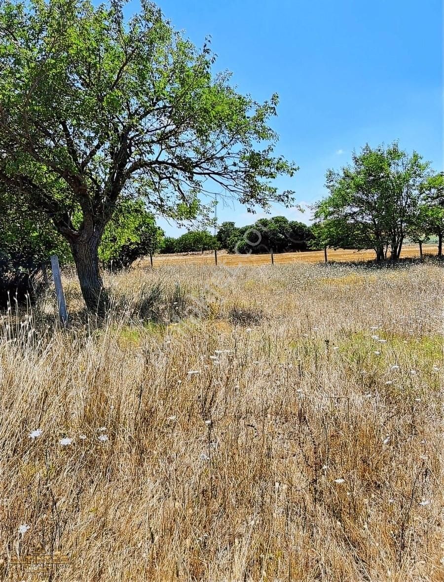 Acil Satılık Tek Tapu 1000 M2 Bağ Yeri - Görsel 5