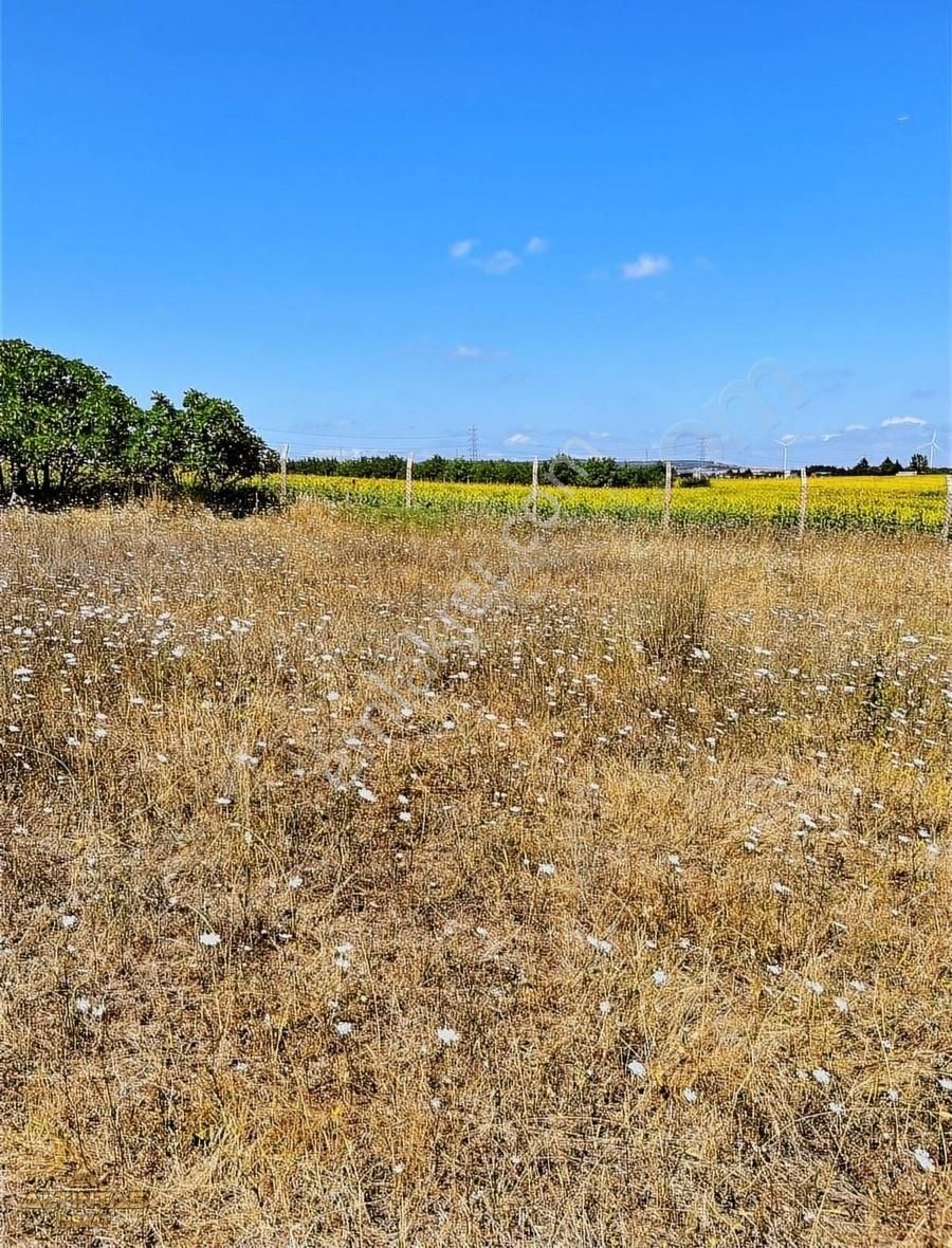 Acil Satılık Tek Tapu 1000 M2 Bağ Yeri - Görsel 3