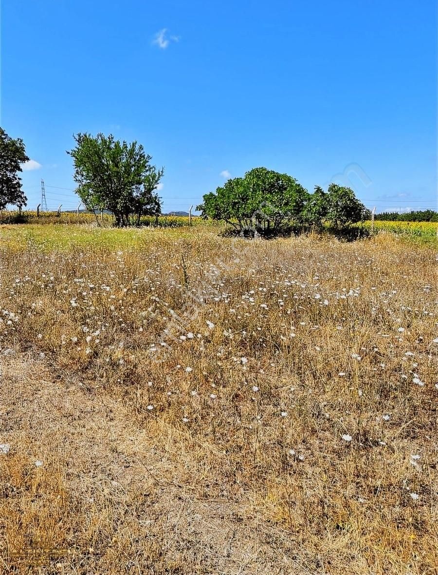 Acil Satılık Tek Tapu 1000 M2 Bağ Yeri - Görsel 2