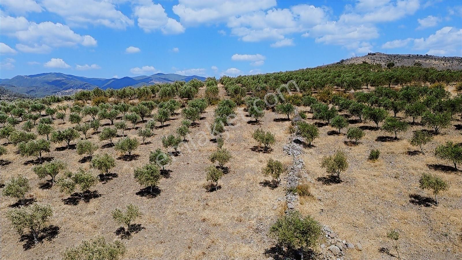 İzmir Bergama Tarihi Su Kemerlerinde Satılık Zeytinlik - Görsel 19