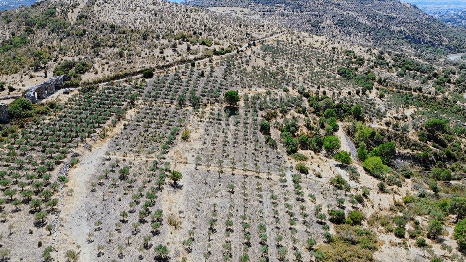 İzmir Bergama Tarihi Su Kemerlerinde Satılık Zeytinlik - Görsel 31
