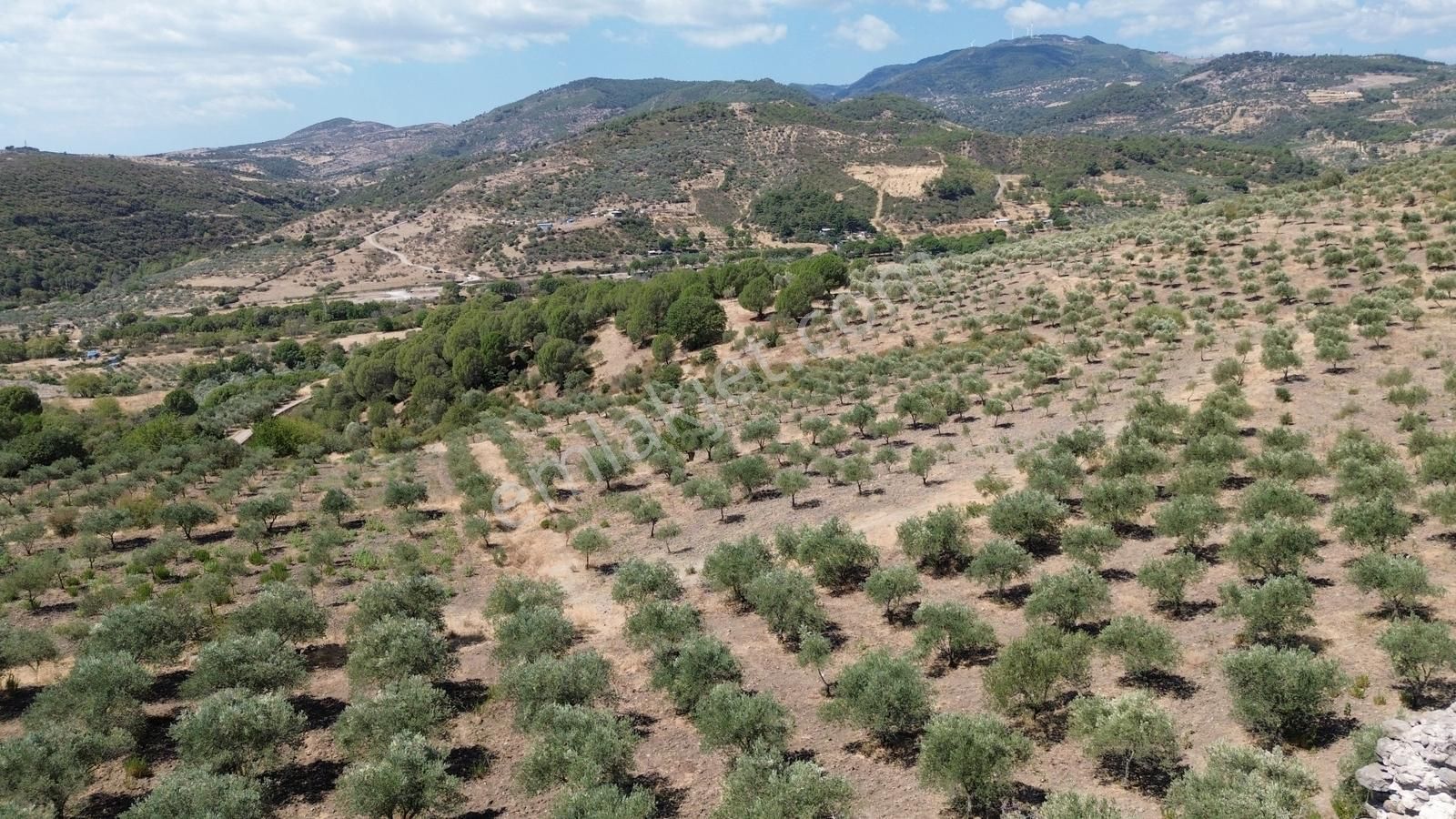 İzmir Bergama Tarihi Su Kemerlerinde Satılık Zeytinlik - Görsel 4