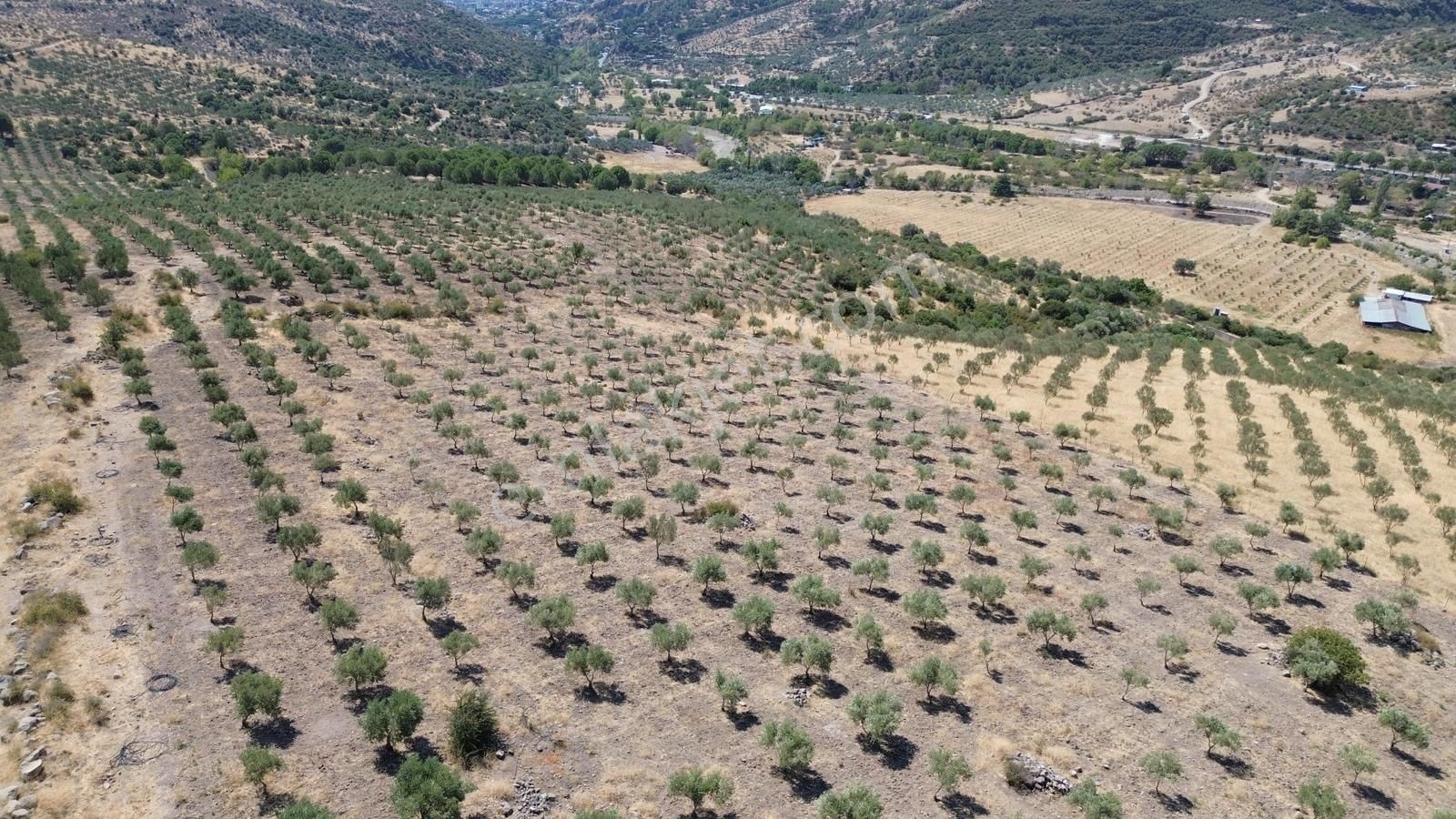 İzmir Bergama Tarihi Su Kemerlerinde Satılık Zeytinlik - Görsel 24