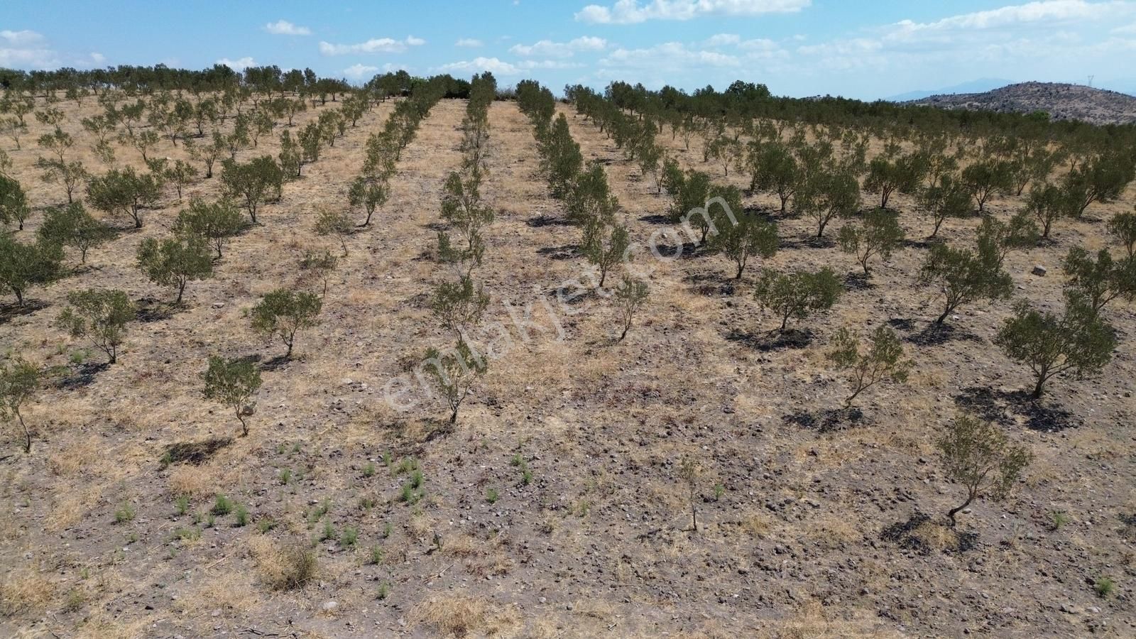 İzmir Bergama Tarihi Su Kemerlerinde Satılık Zeytinlik - Görsel 8